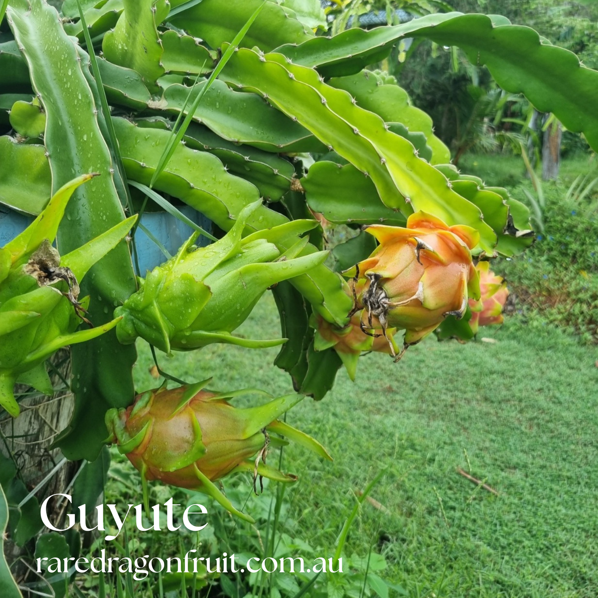 GUYUTE dragon fruit -HYLOCEREUS UNDATUS