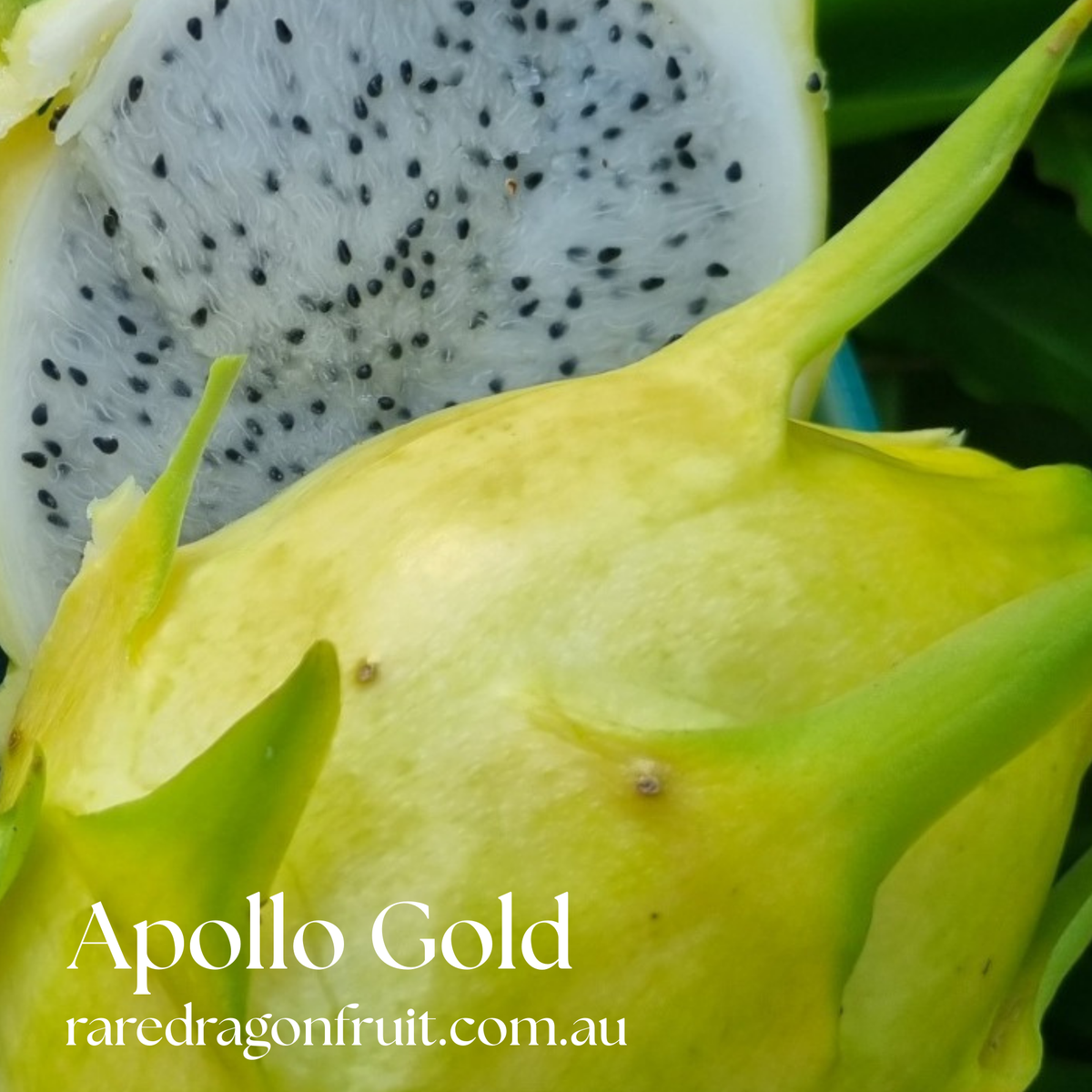 Apollo Gold Dragon Fruit