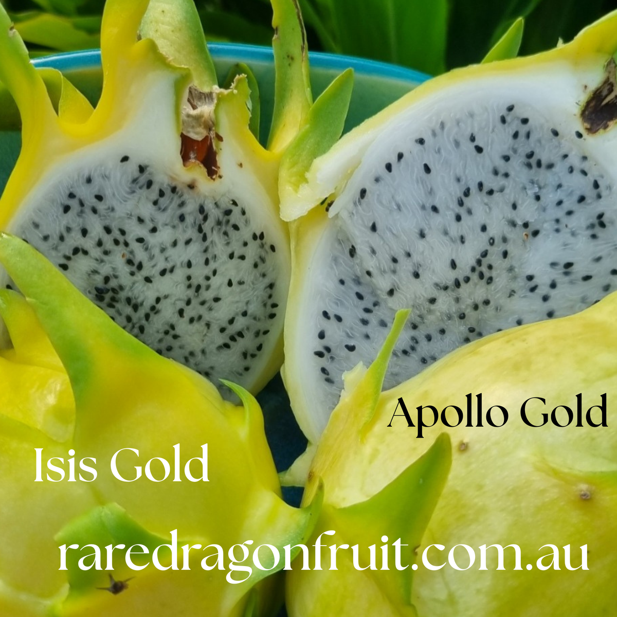 Apollo Gold Dragon Fruit