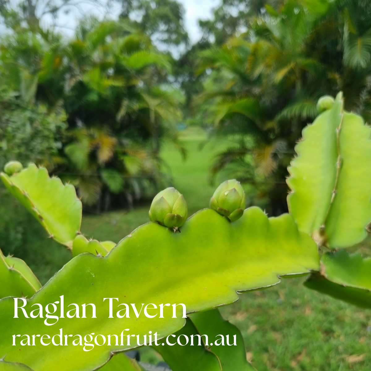 Raglan Tavern dragon fruit-  NOID