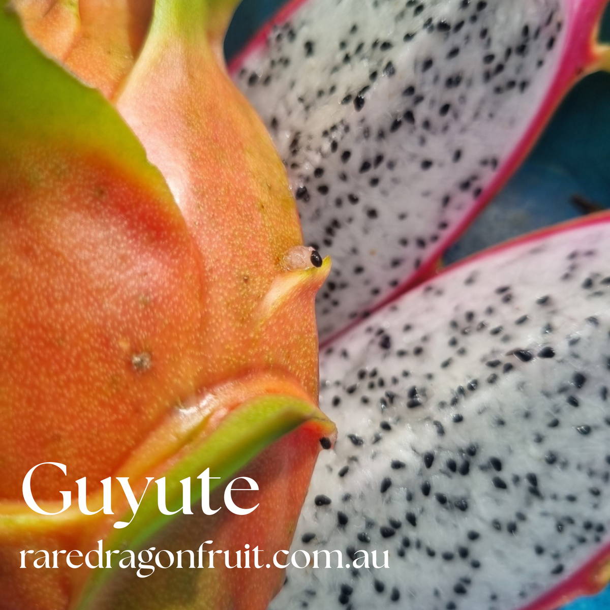 GUYUTE dragon fruit -HYLOCEREUS UNDATUS