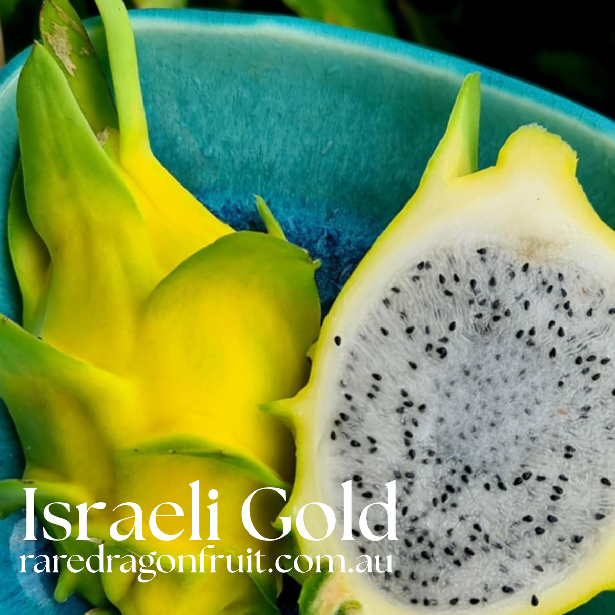 Israeli Gold Dragon Fruit