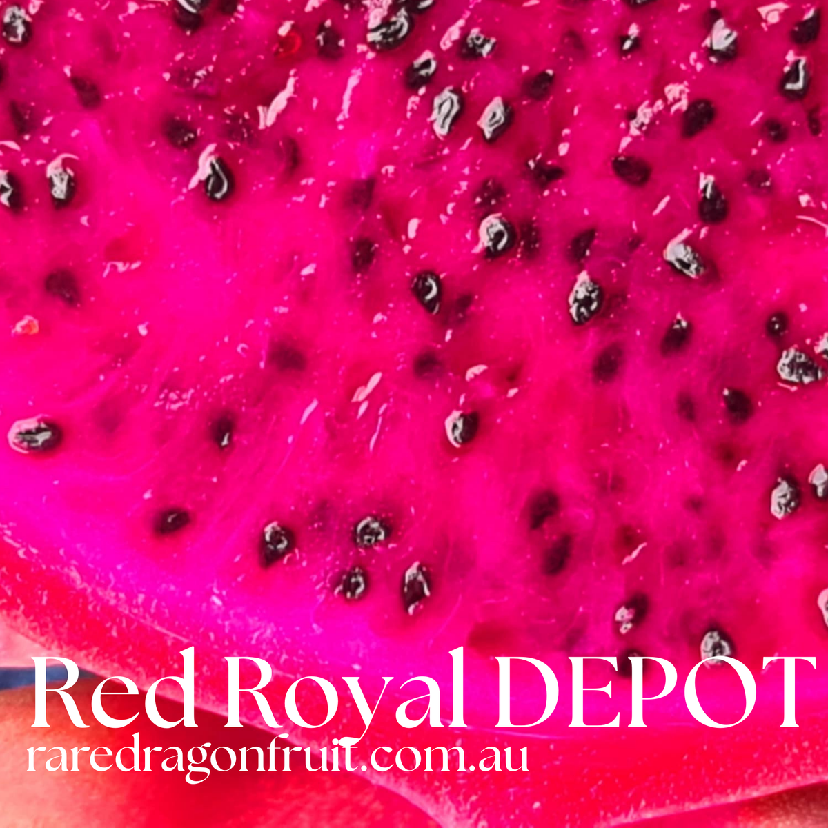 Red Royal DEPOT dragon fruit R6.9