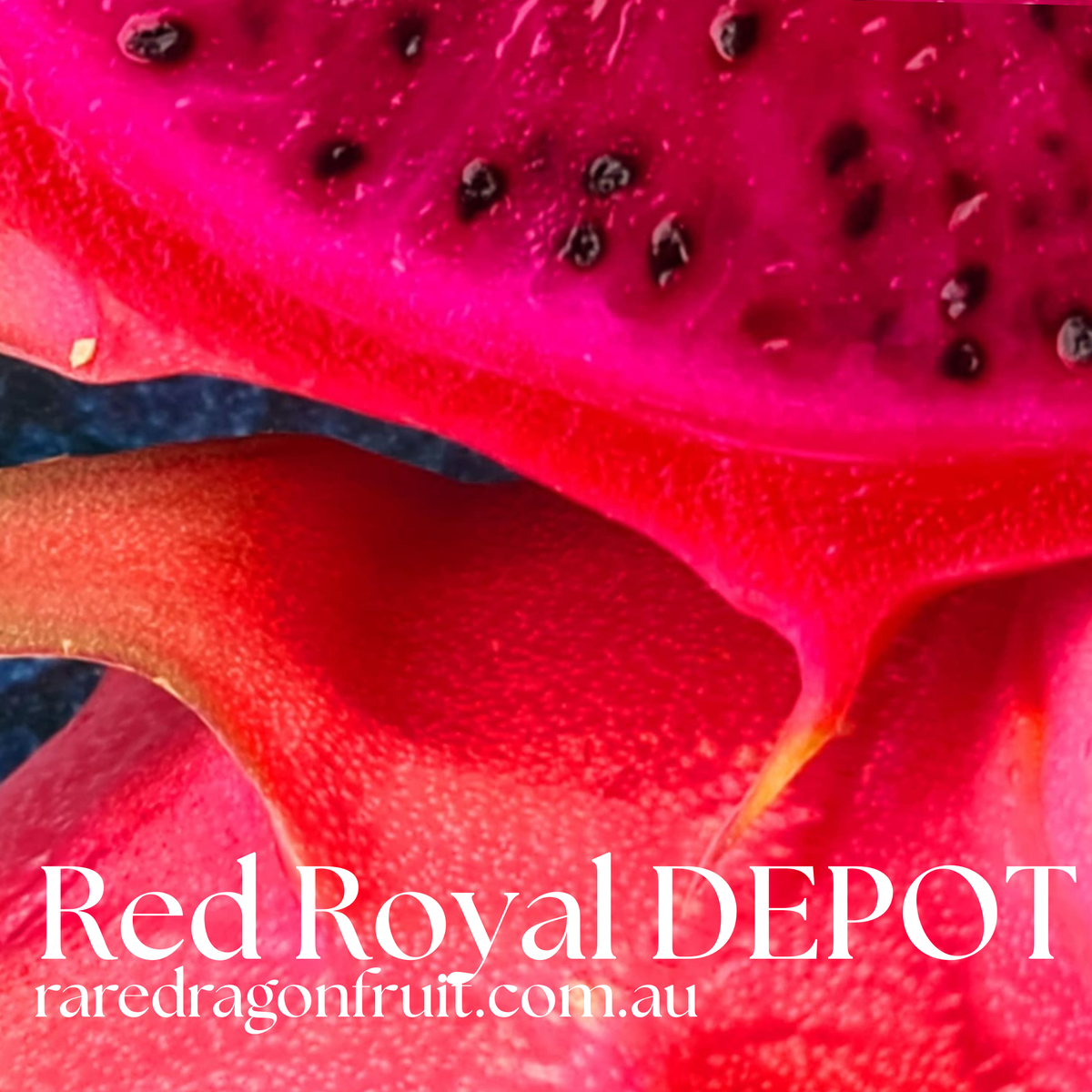 Red Royal DEPOT dragon fruit R6.9