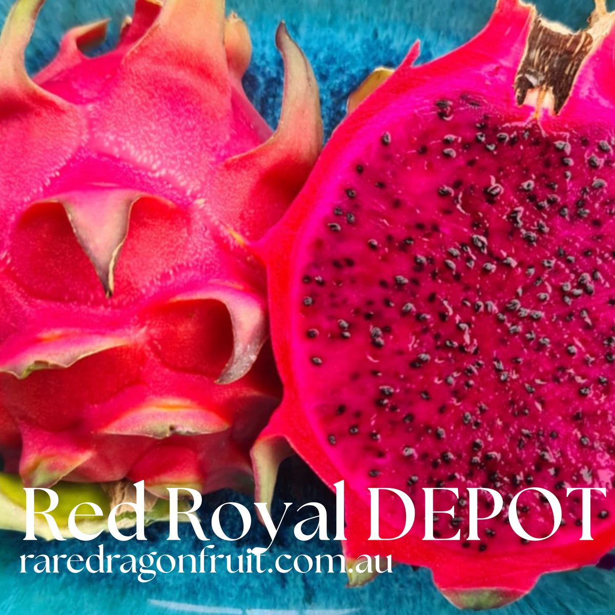 Red Royal DEPOT dragon fruit R6.9