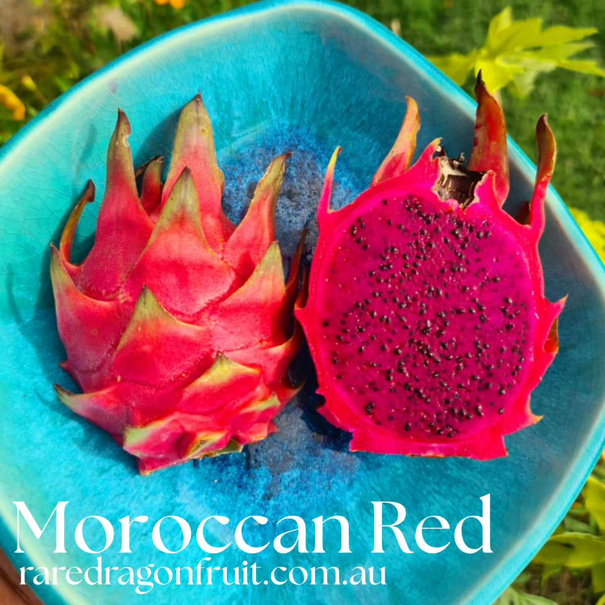 Dawns Supreme Dragon Fruit