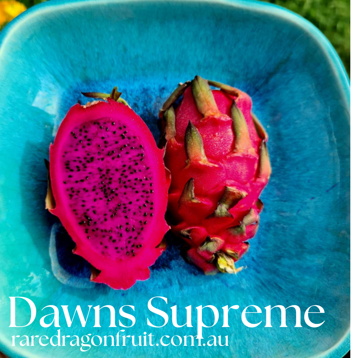 Dawns Supreme Dragon Fruit