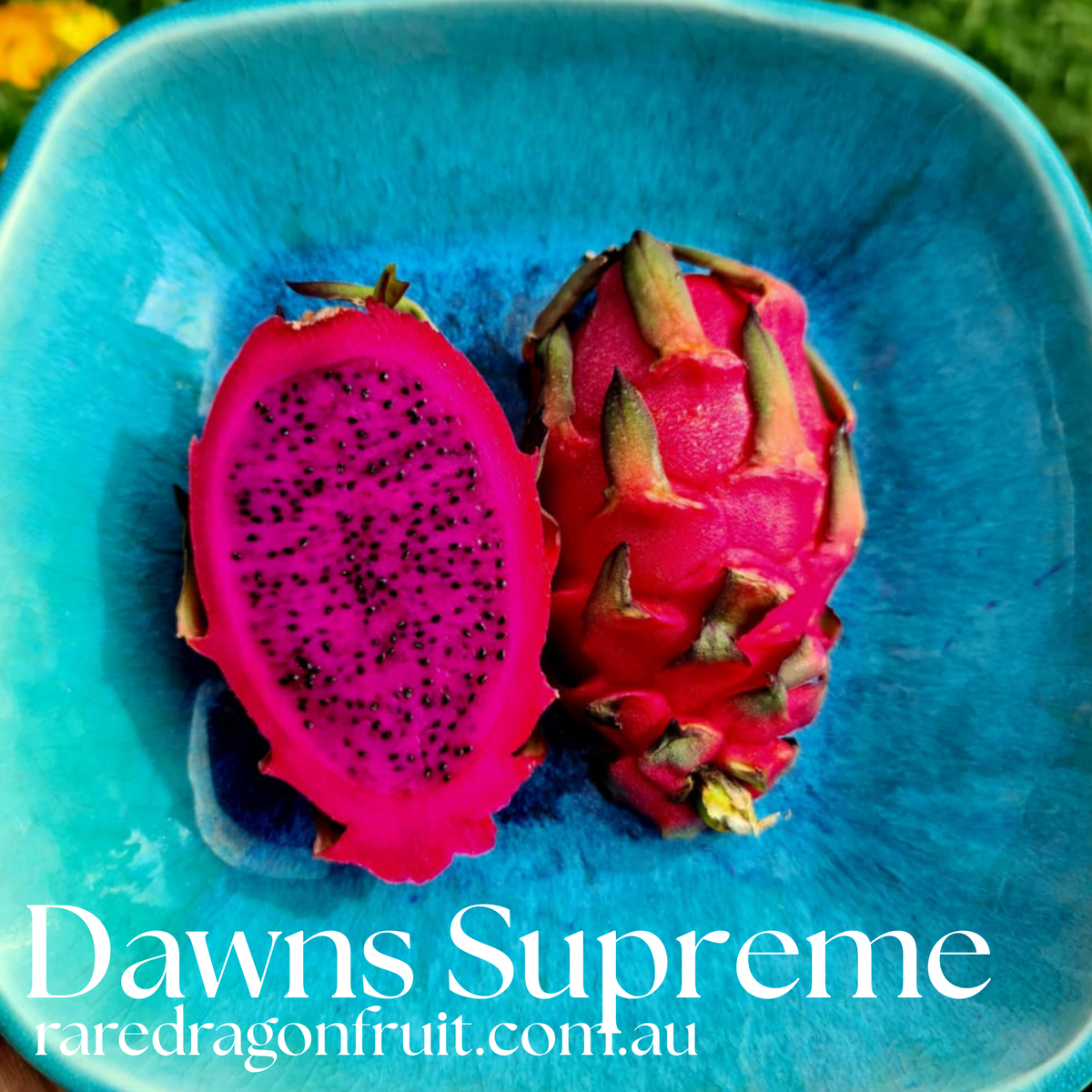 Dawns Supreme Dragon Fruit