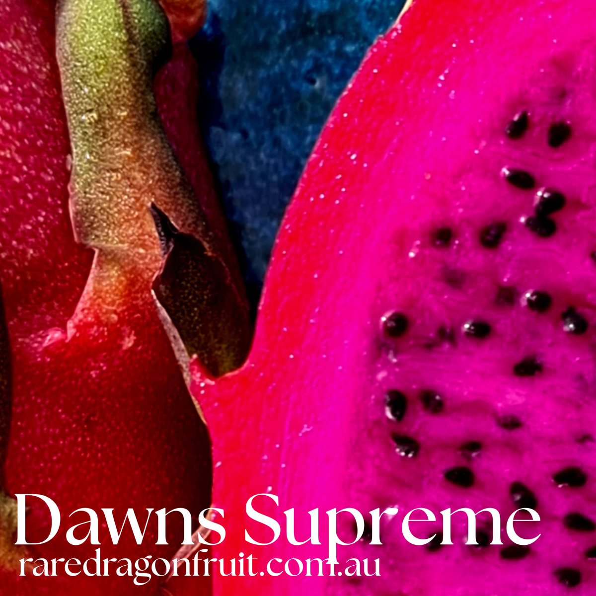 Dawns Supreme Dragon Fruit