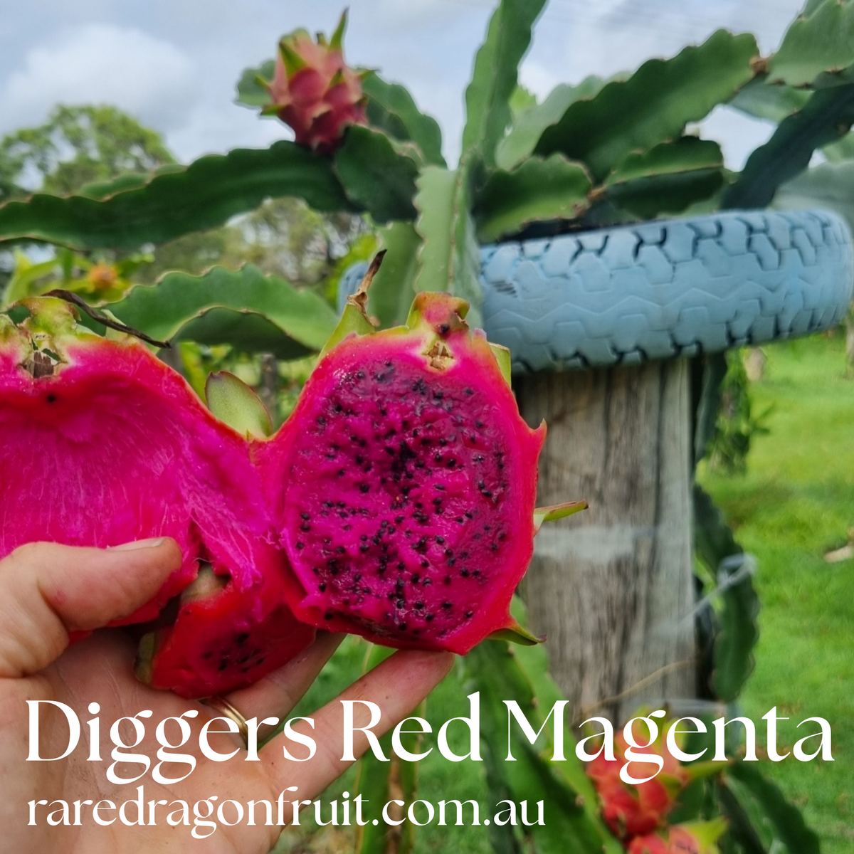 Diggers Red Magenta Dragon Fruit - Hylocereus lemairei
