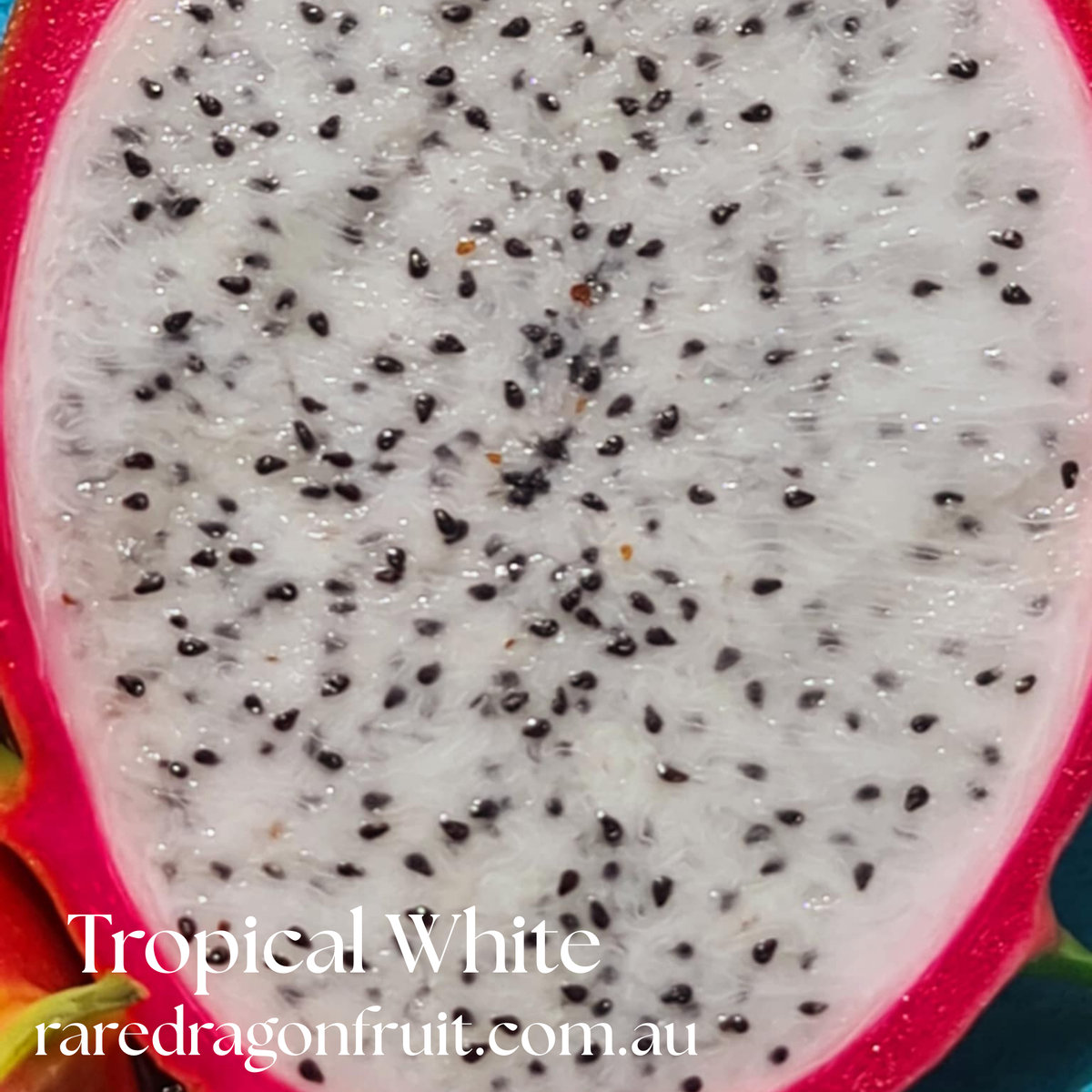 Tropical White Dragon Fruit