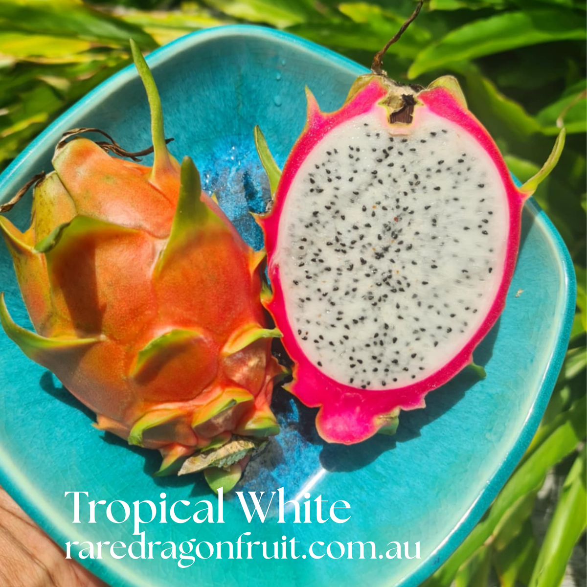 Tropical White Dragon Fruit