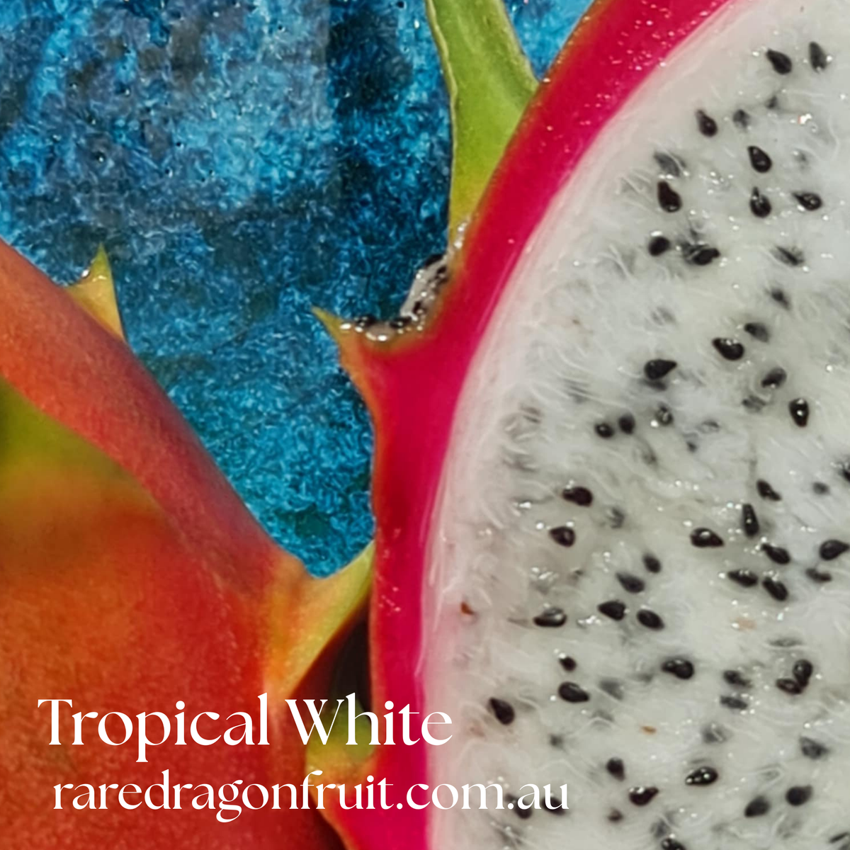 Tropical White Dragon Fruit