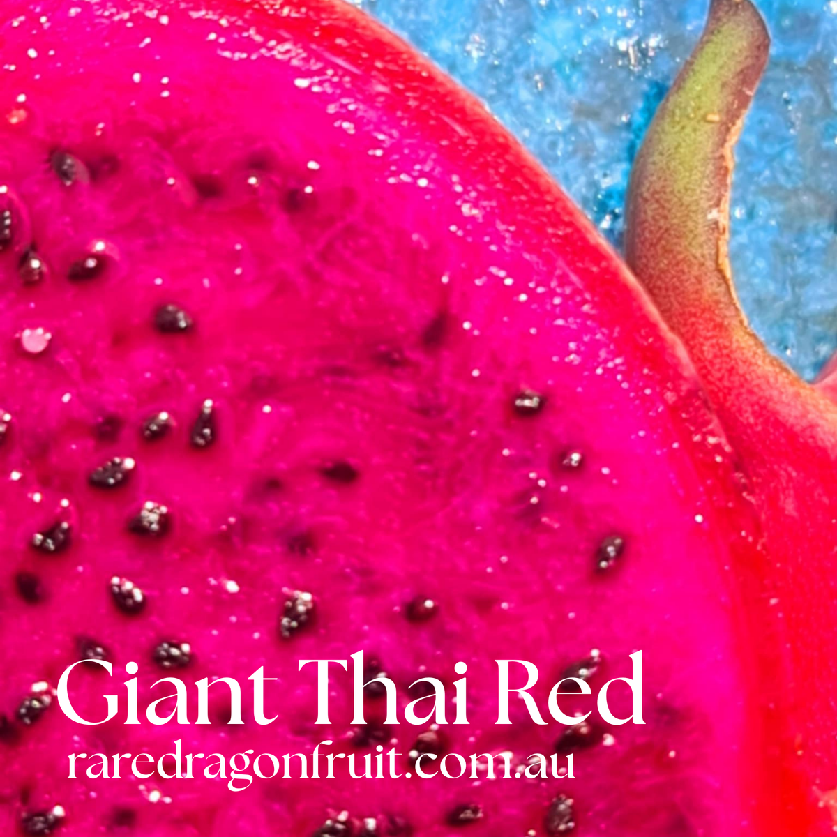 Giant Thai Red Dragon Fruit (A) R6.6
