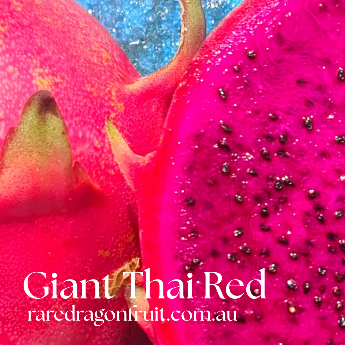 Giant Thai Red Dragon Fruit (A) R6.6