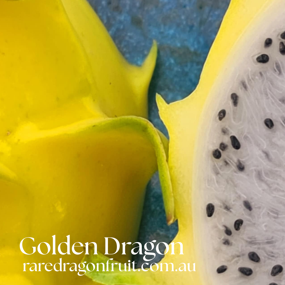 Yellow Dragon Fruit Variety Pack - 3 Varieties (Megalanthus, Ozzie Gold, Golden Dragon)