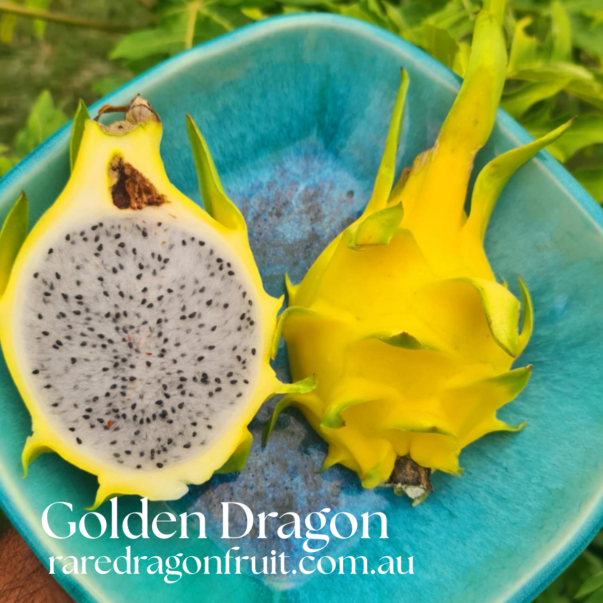 Yellow Dragon Fruit Variety Pack - 3 Varieties (Megalanthus, Ozzie Gold, Golden Dragon)