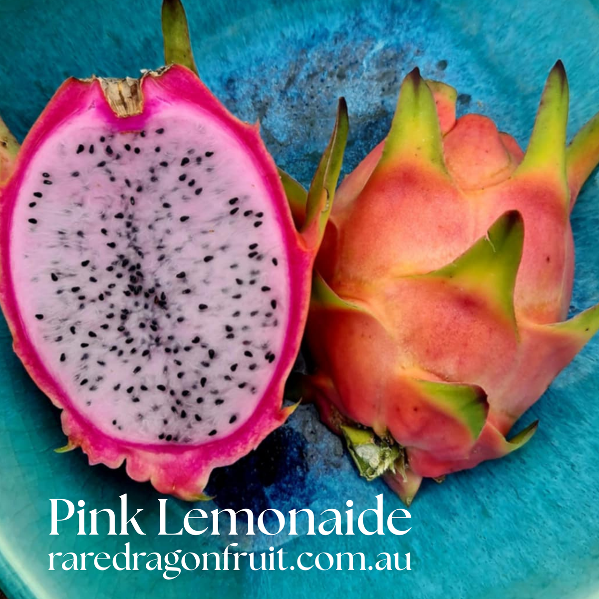 Pink Lemonade Dragon Fruit