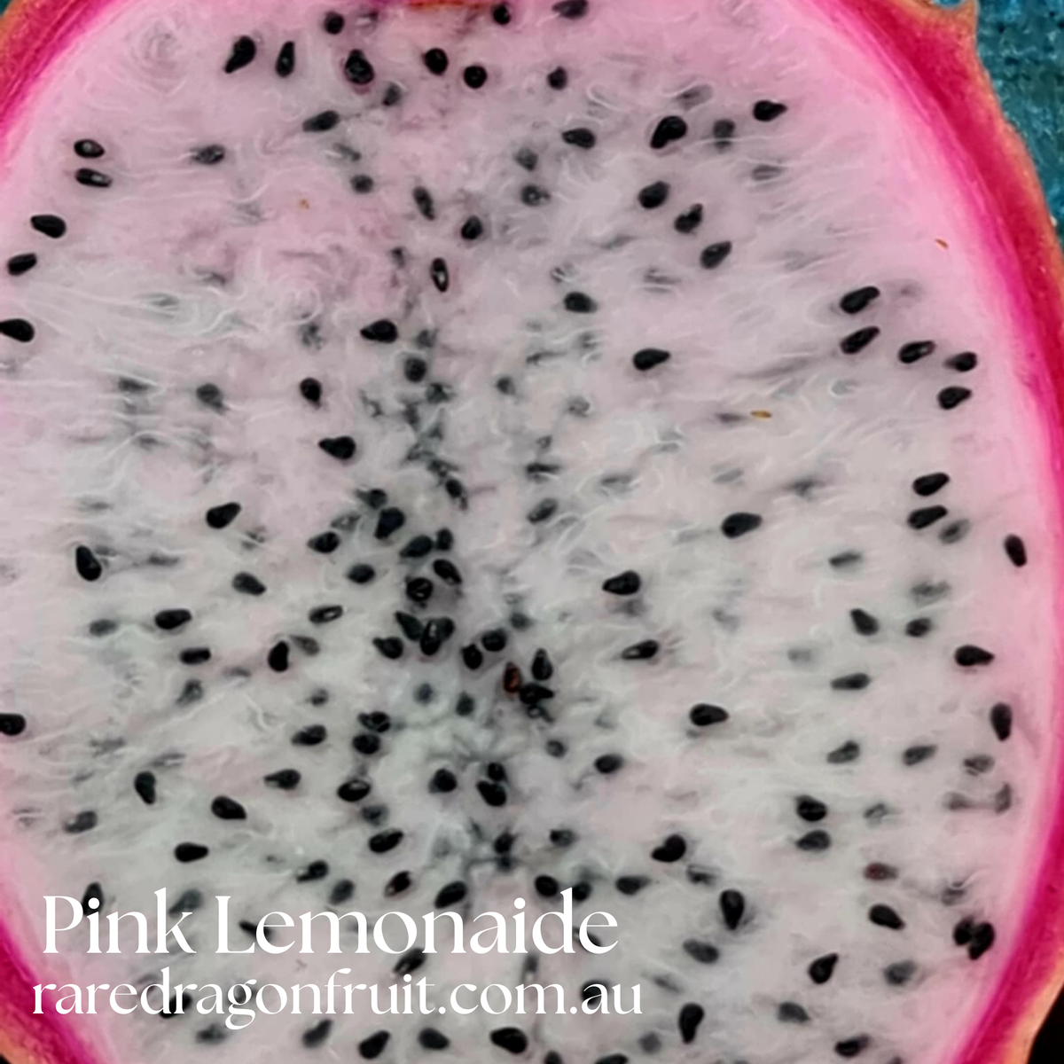 Pink Lemonade Dragon Fruit