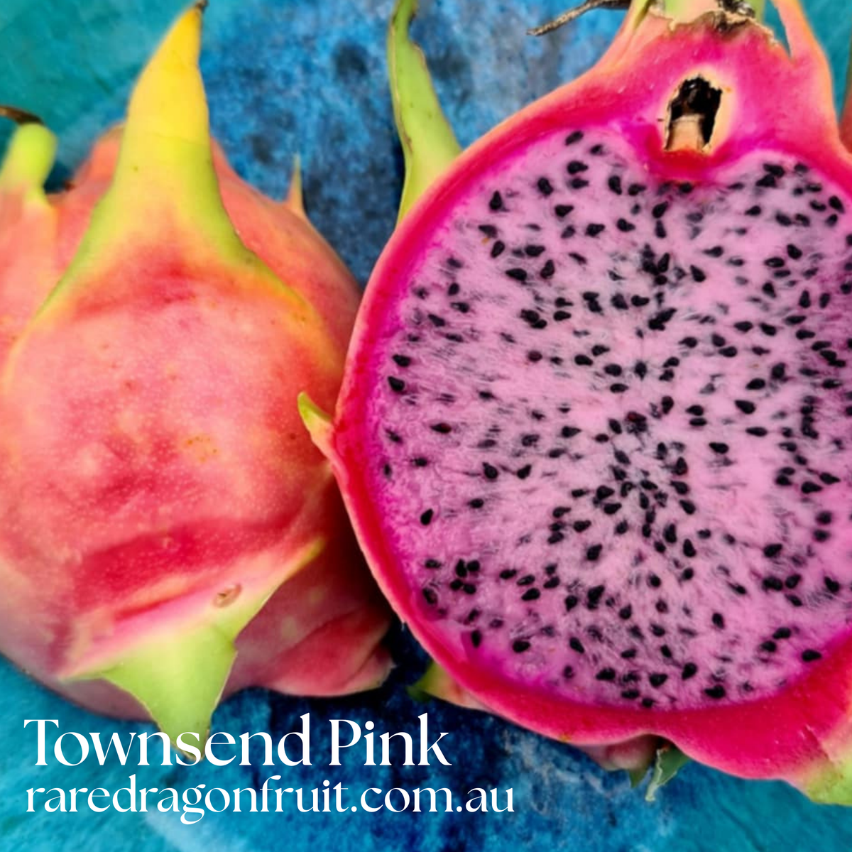 Townsend Pink – Hylocereus sp. Dragon fruit