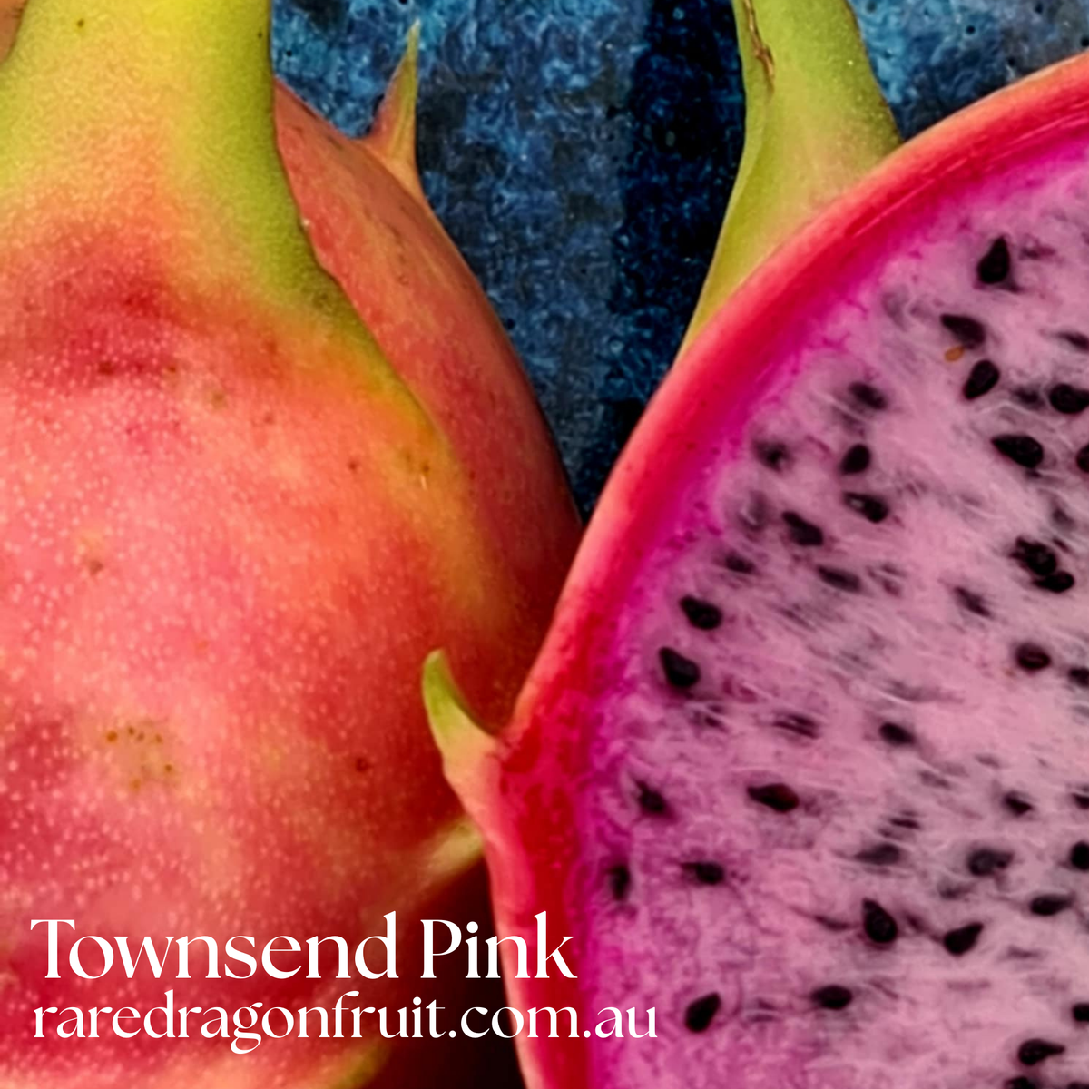 Townsend Pink – Hylocereus sp. Dragon fruit