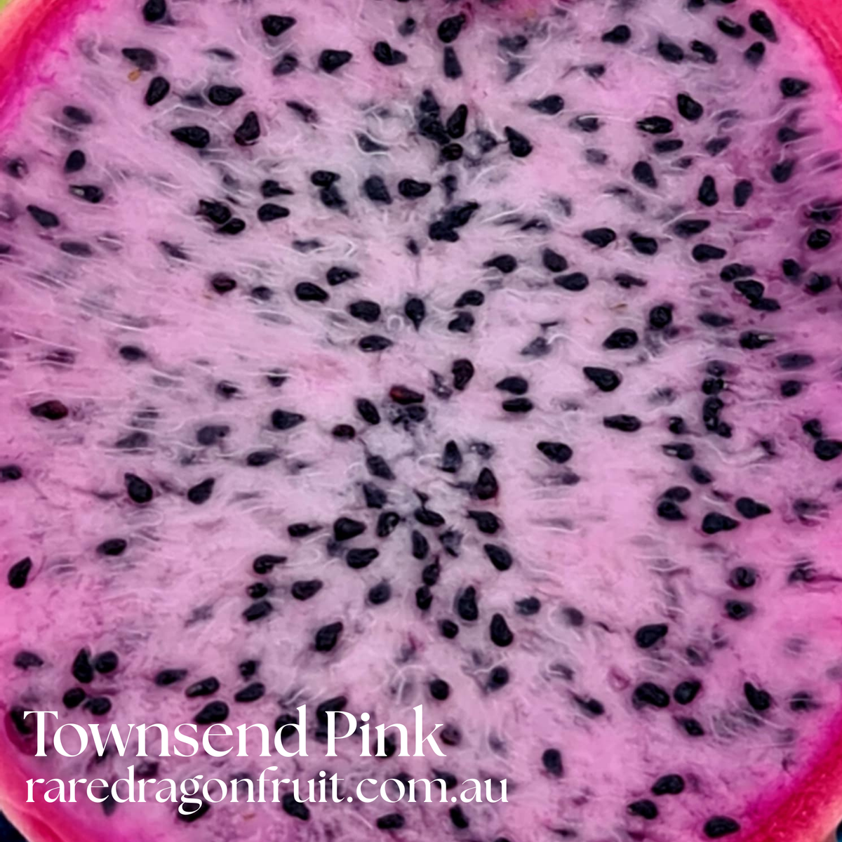 Townsend Pink – Hylocereus sp. Dragon fruit