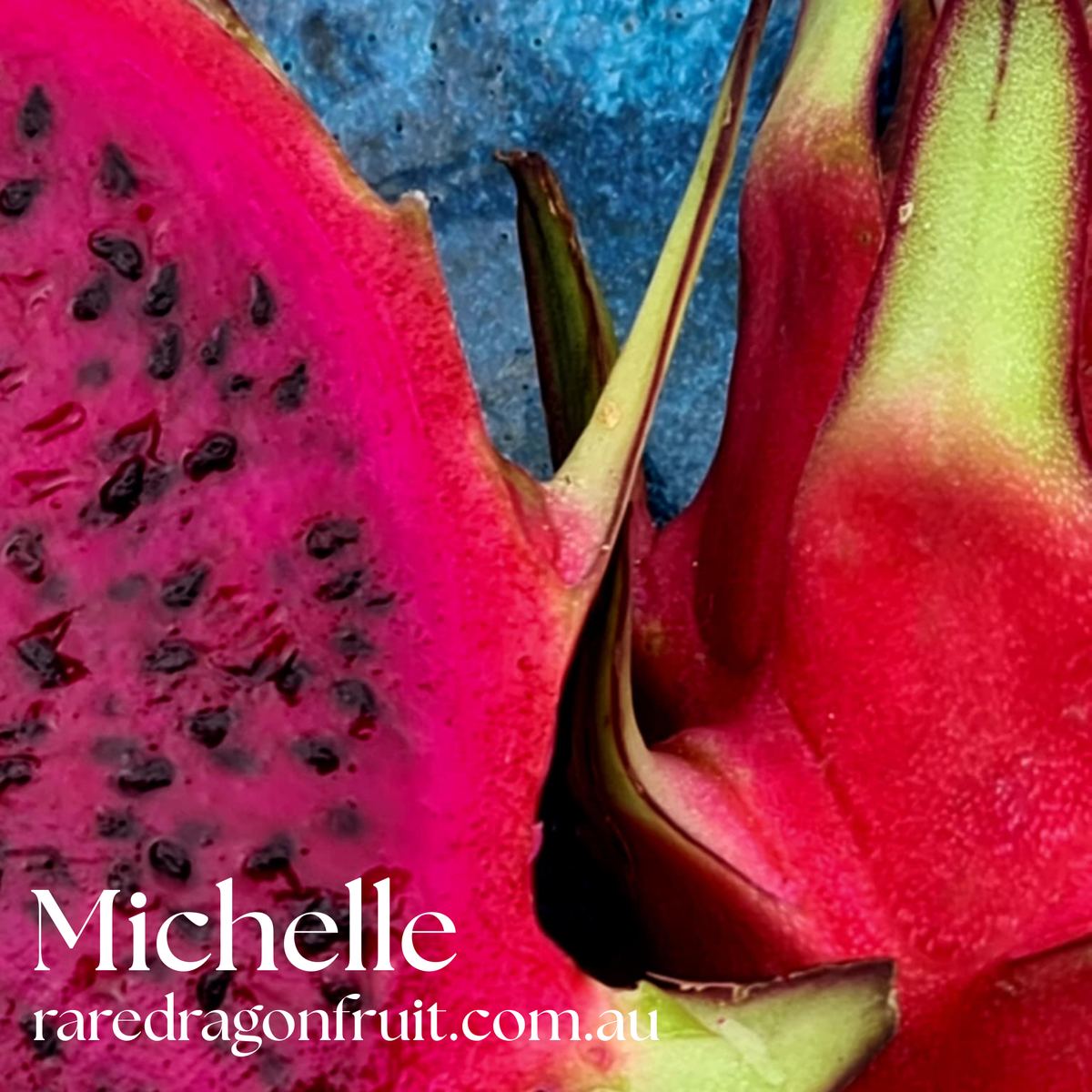 Michelle - Hylocereus sp. Dragon fruit