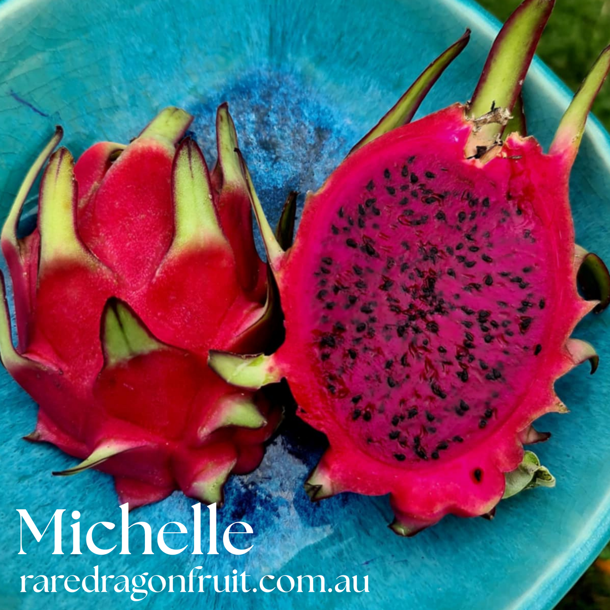 Michelle - Hylocereus sp. Dragon fruit