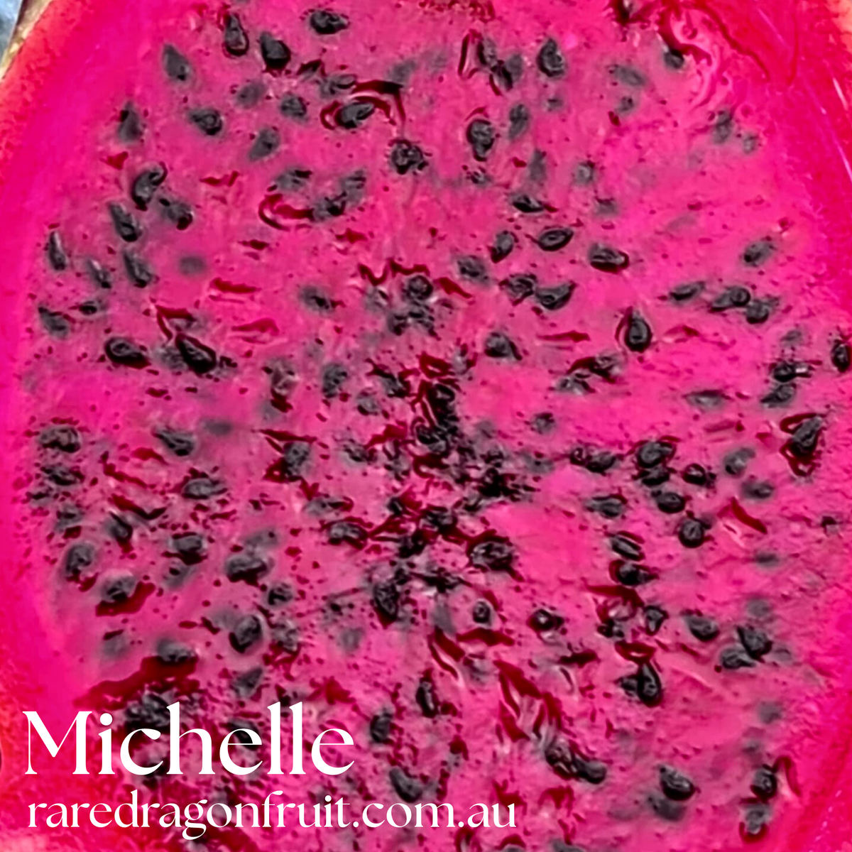 Michelle - Hylocereus sp. Dragon fruit