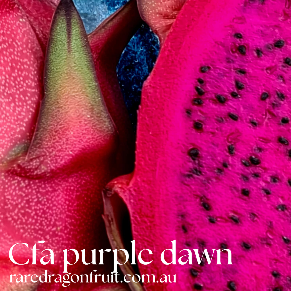 CFA Purple Dawn Dragon fruit 9.1