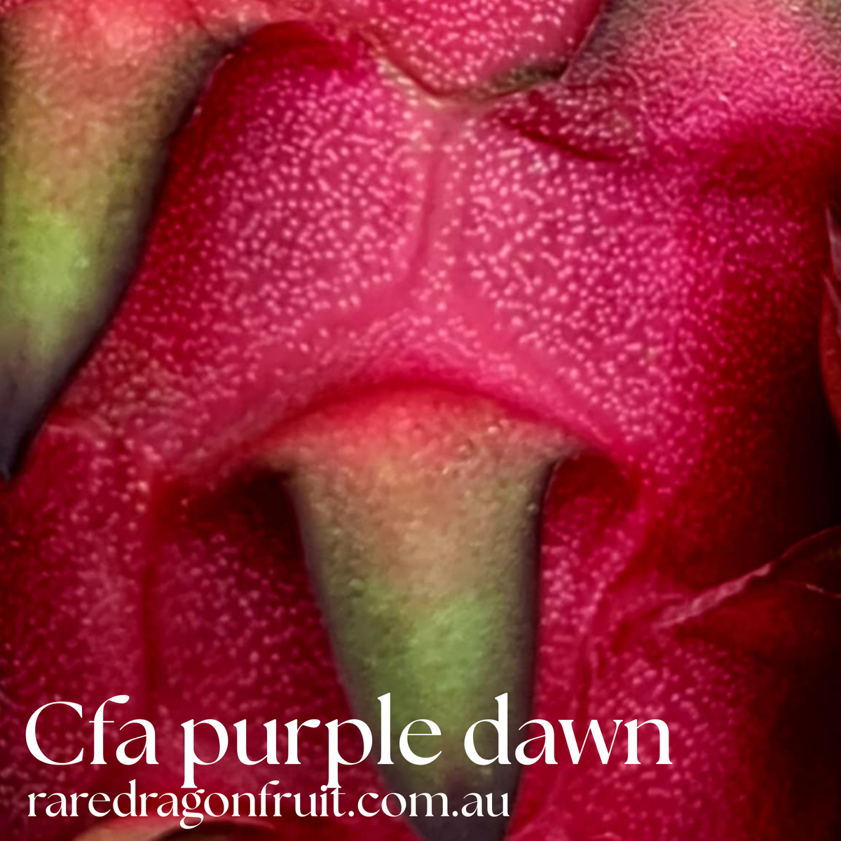 CFA Purple Dawn Dragon fruit 9.1