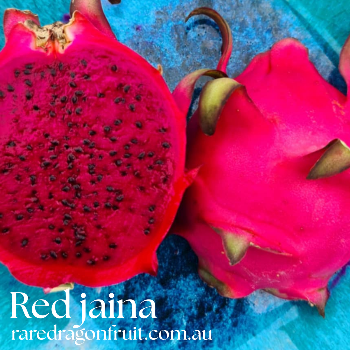 Red Jaina Dragon Fruit Variety (B)