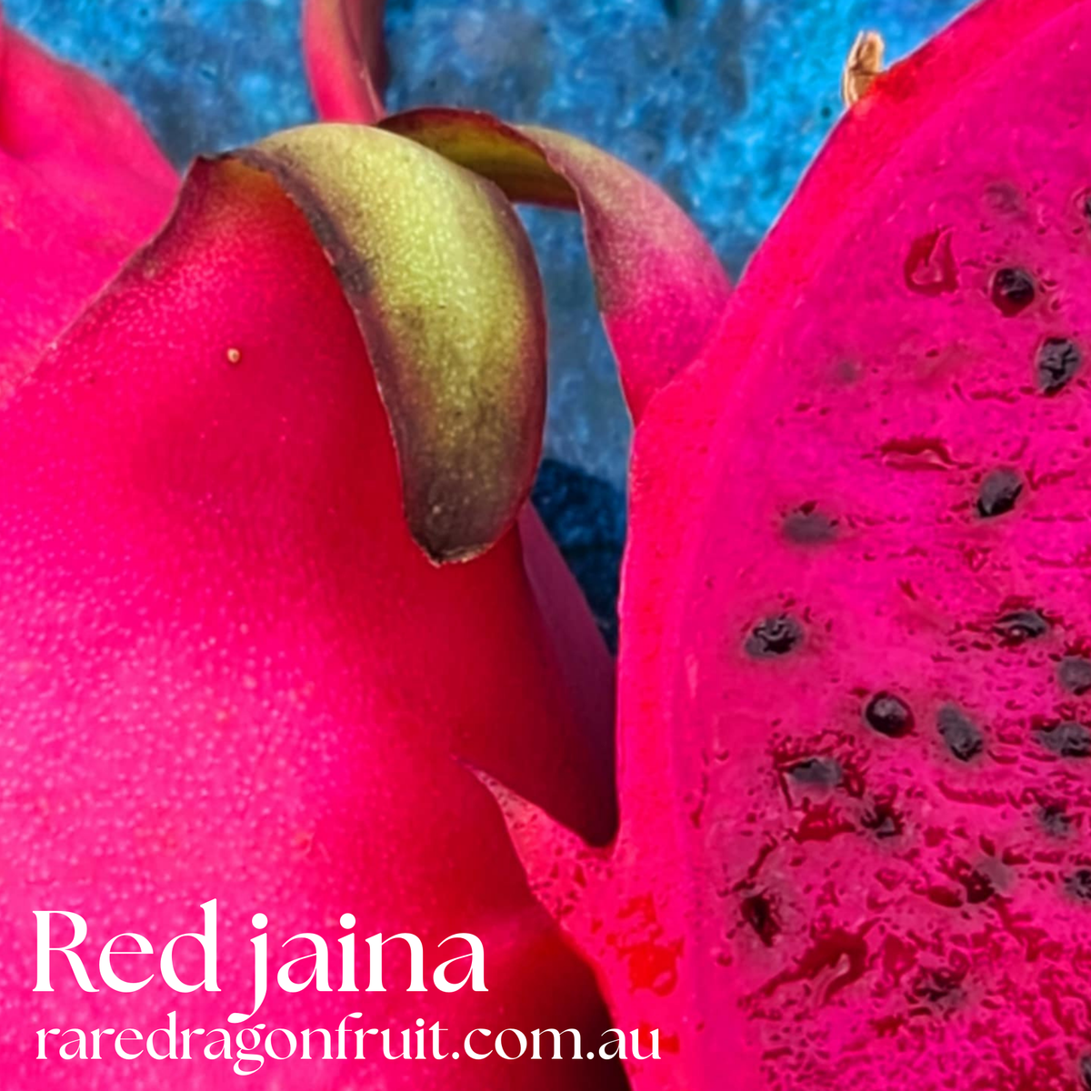 Red Jaina Dragon Fruit Variety (B)