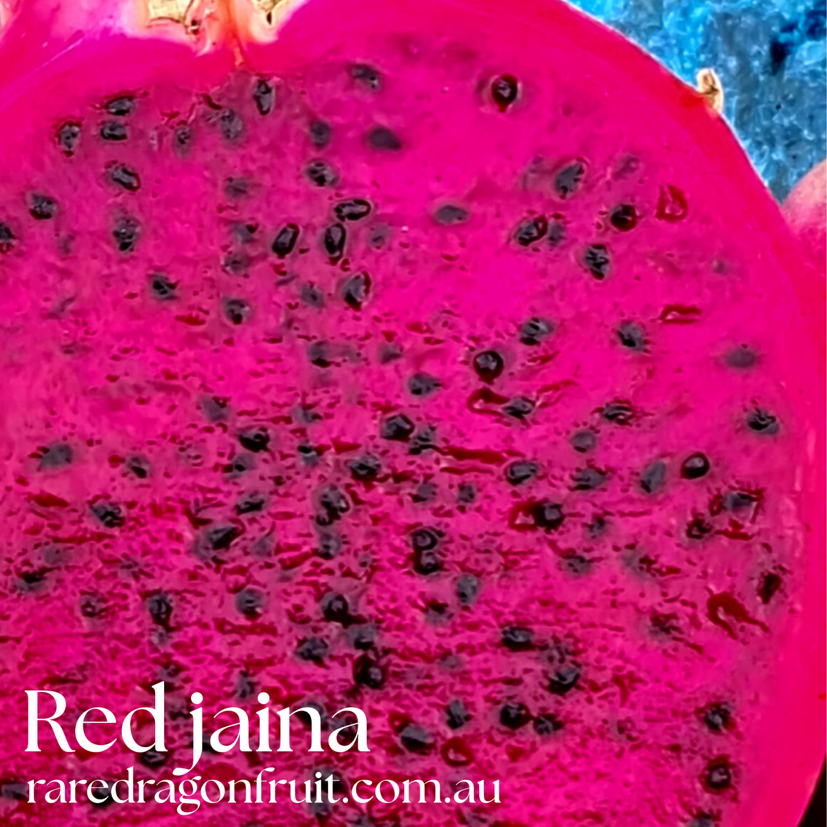 Red Jaina Dragon Fruit Variety (B)