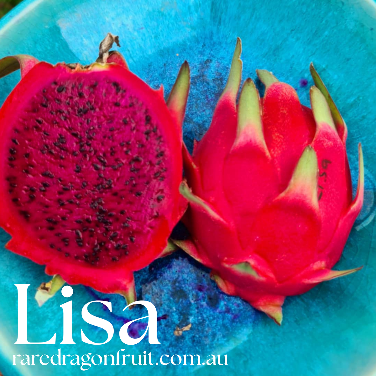 Lisa Dragon Fruit Plant