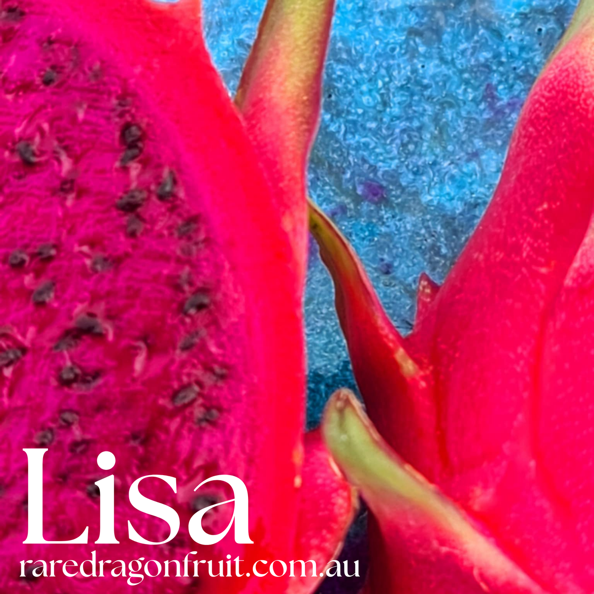 Lisa Dragon Fruit Plant