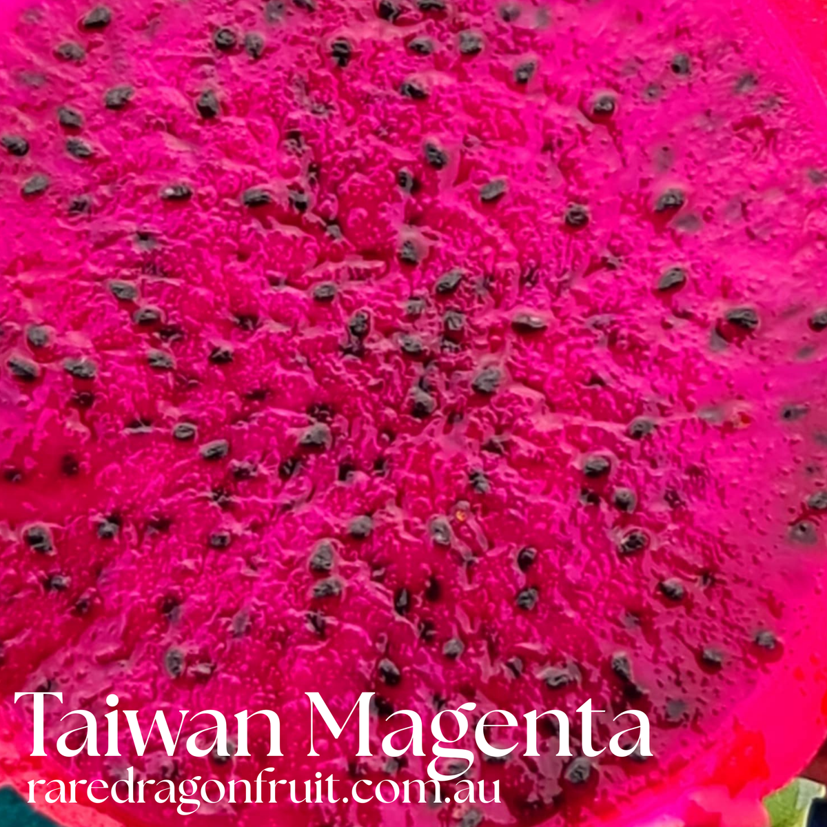 Taiwan Magenta Dragon Fruit D2.5