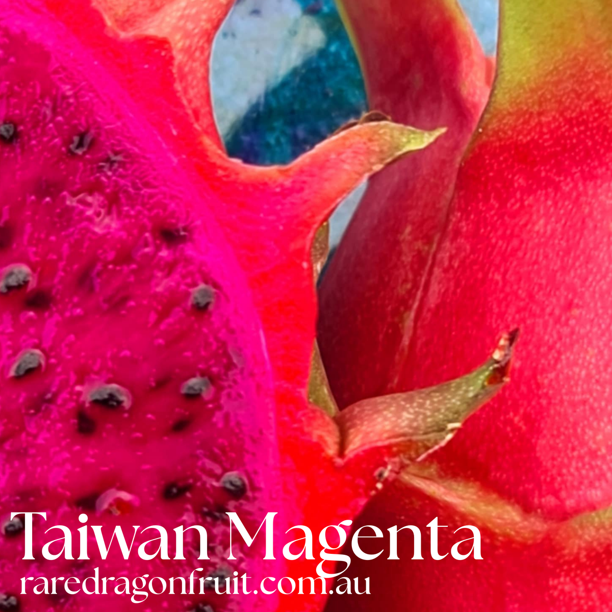 Taiwan Magenta Dragon Fruit D2.5