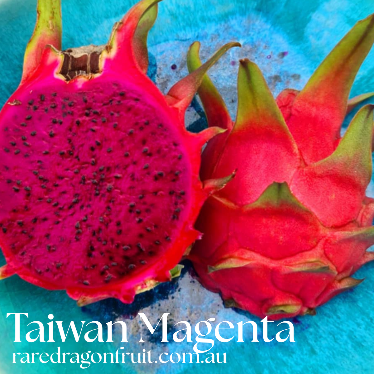 Taiwan Magenta Dragon Fruit D2.5