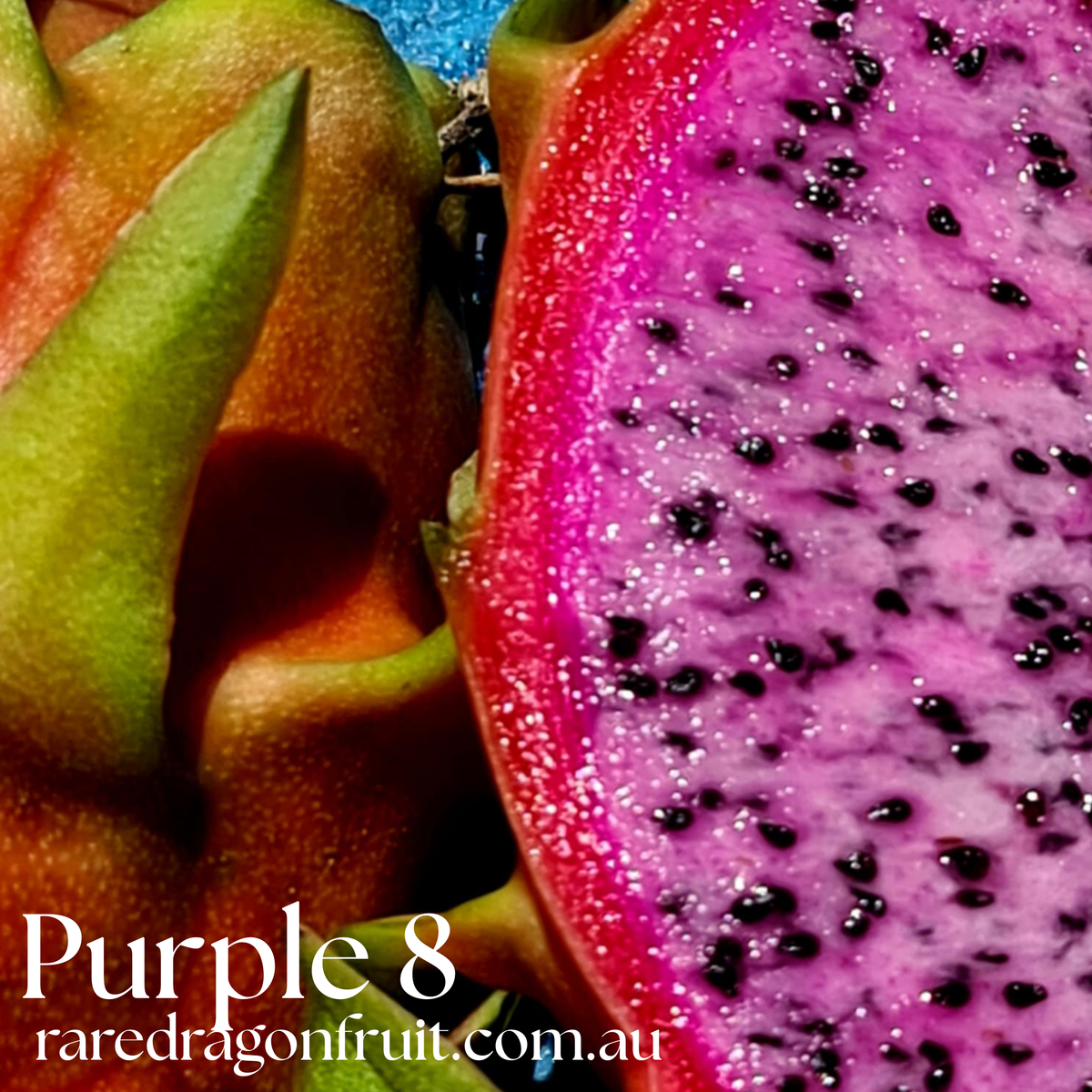 Purple 8 Dragon Fruit
