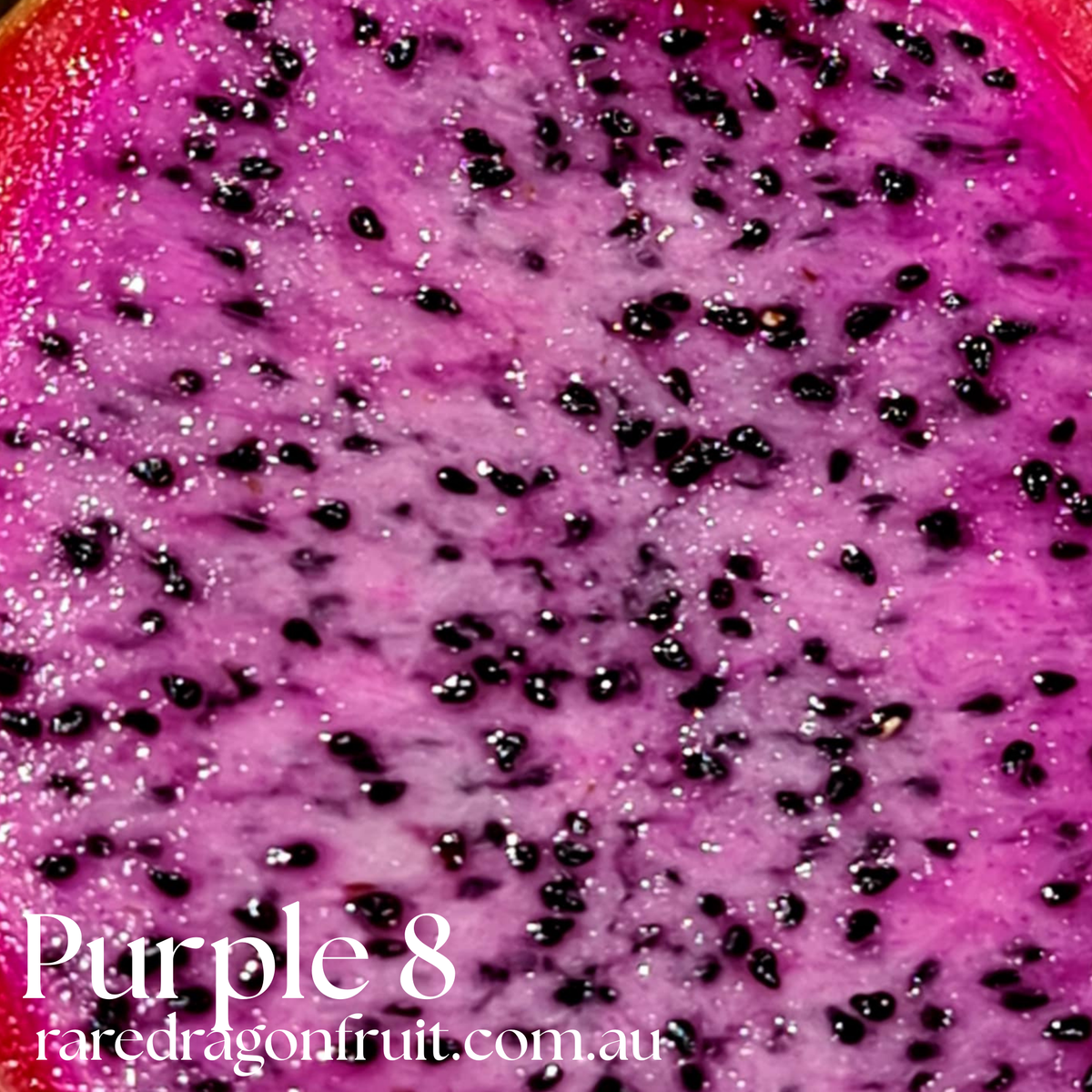Purple 8 Dragon Fruit