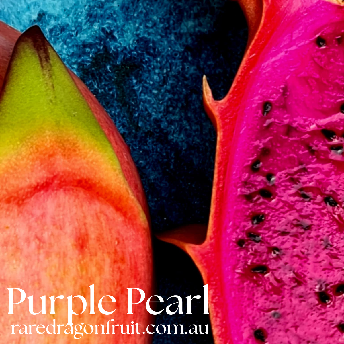 Purple Pearl Dragon Fruit Plant