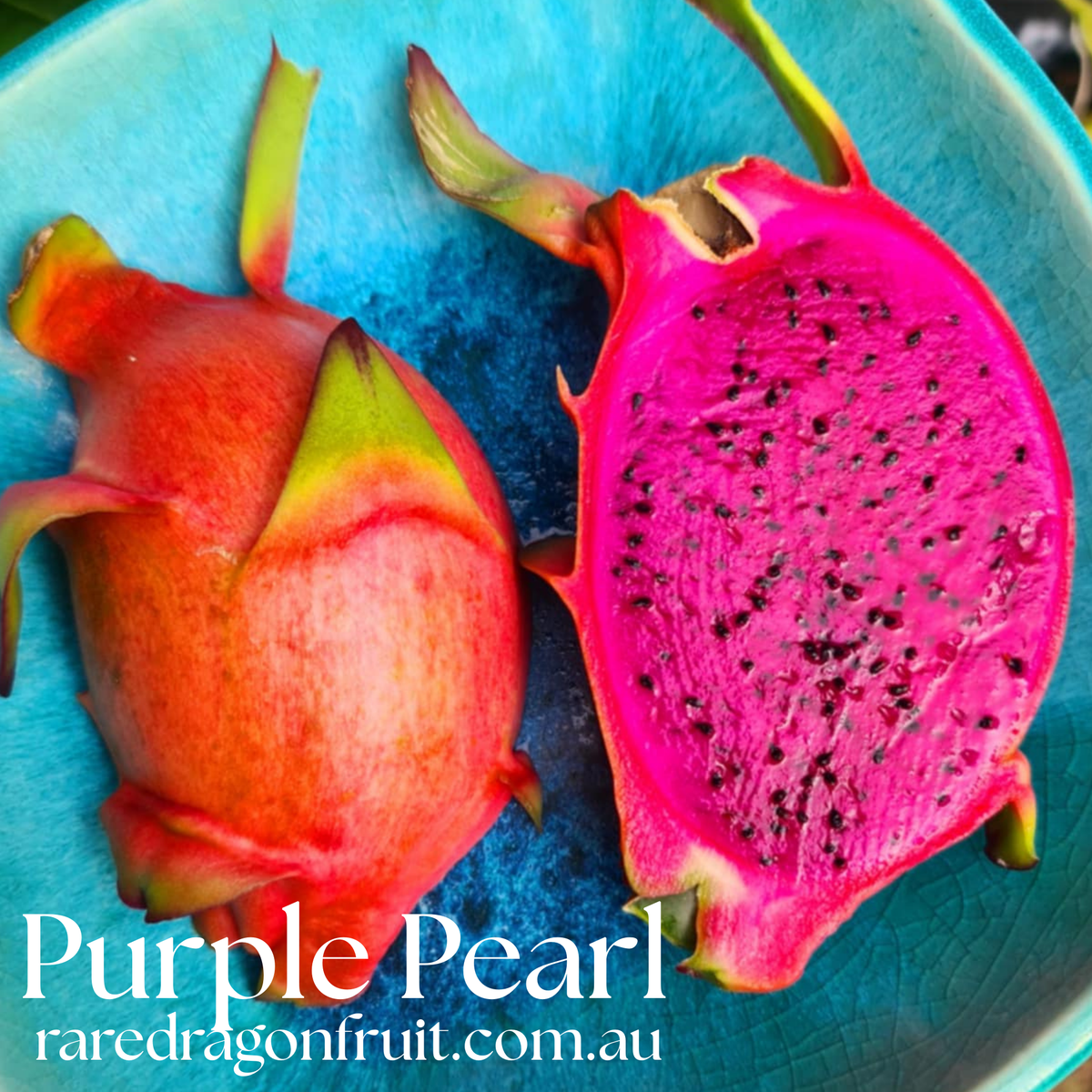 Purple Pearl Dragon Fruit Plant