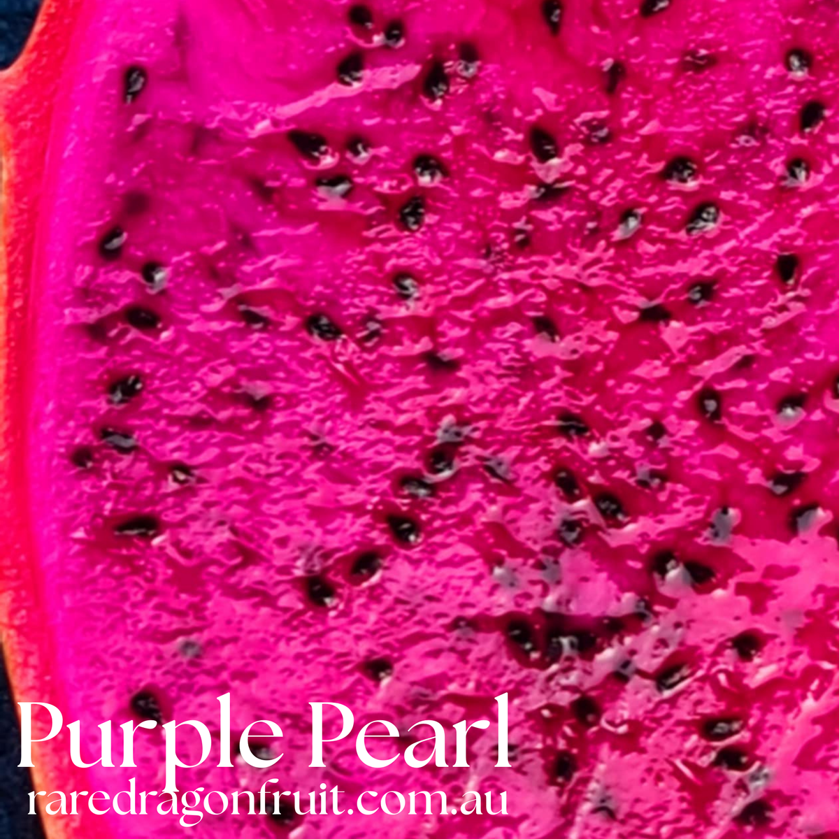 Purple Pearl Dragon Fruit Plant