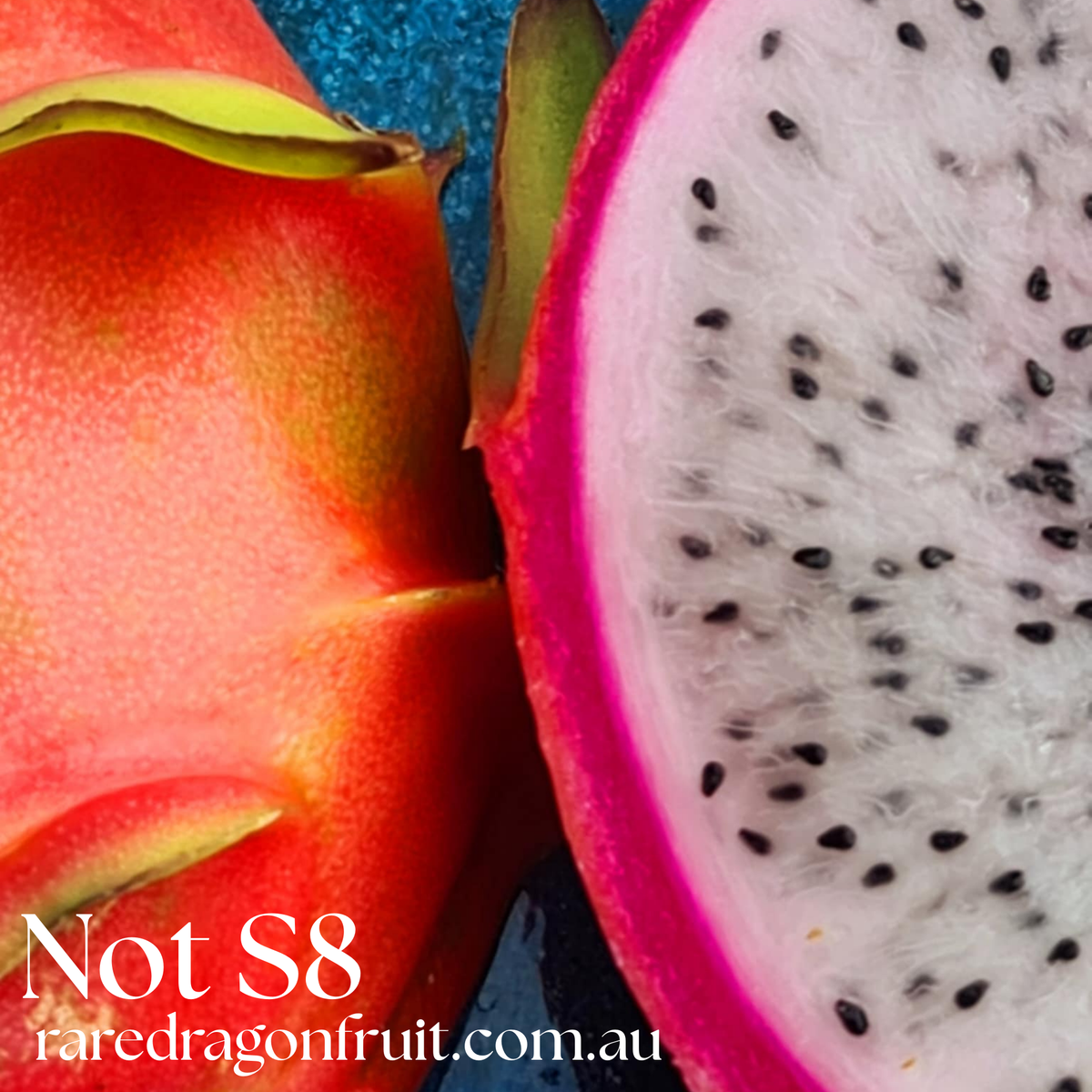 NOID Not S8- Hylocereus Hybrid USA Dragon fruit