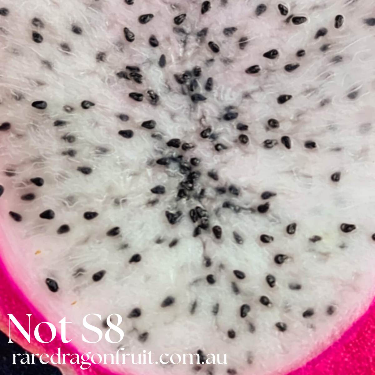NOID Not S8- Hylocereus Hybrid USA Dragon fruit