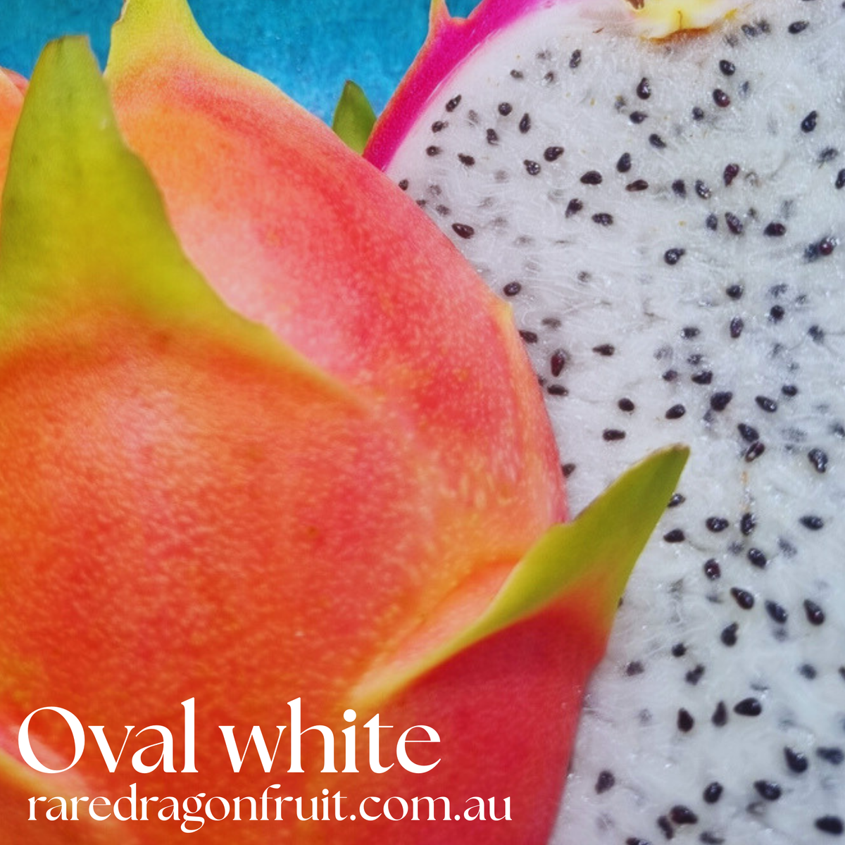 Oval White Dragon Fruit