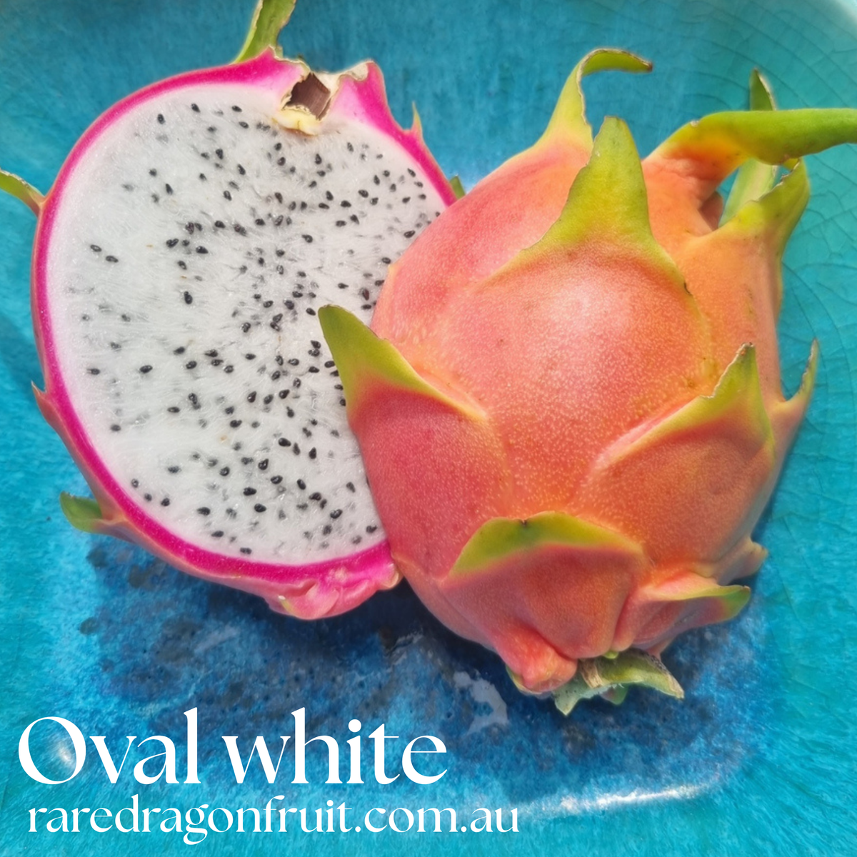 Oval White Dragon Fruit