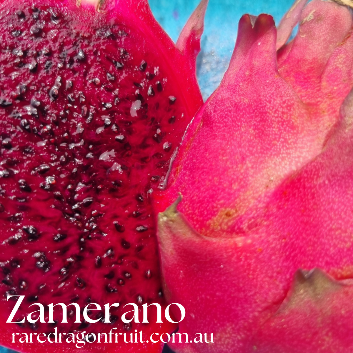Zamorano –  Dragon fruit Hylocereus Polyrhizus X