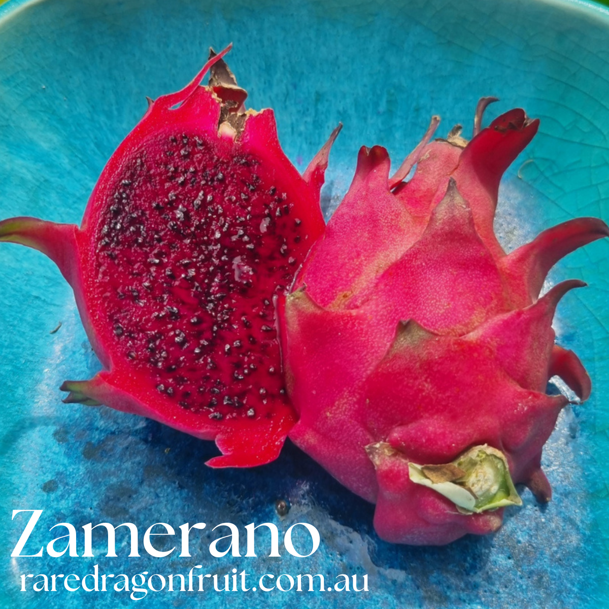 Zamorano –  Dragon fruit Hylocereus Polyrhizus X